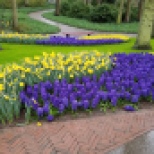 keukenhof-amsterdam-yellow-purple-flowers
